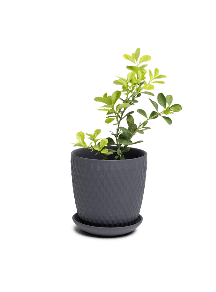 Virago 3.5" Porcelain Pot With Drainage Hole And Saucer - Chive Ceramics Studio - Pots - Chive Ceramics Studio