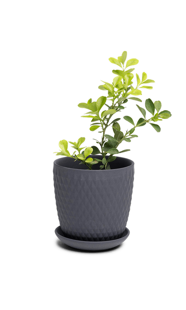 Virago 3.5" Porcelain Pot With Drainage Hole And Saucer - Chive Ceramics Studio - Pots - Chive Ceramics Studio