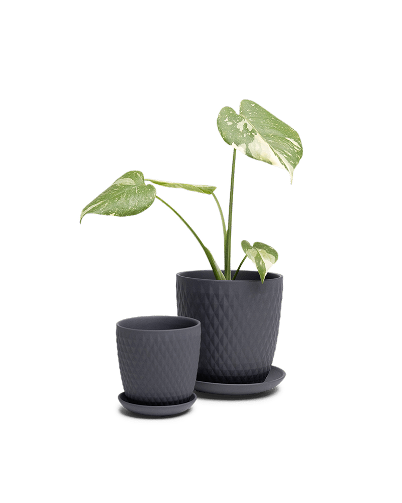 Virago 3.5" Porcelain Pot With Drainage Hole And Saucer - Chive Ceramics Studio - Pots - Chive Ceramics Studio