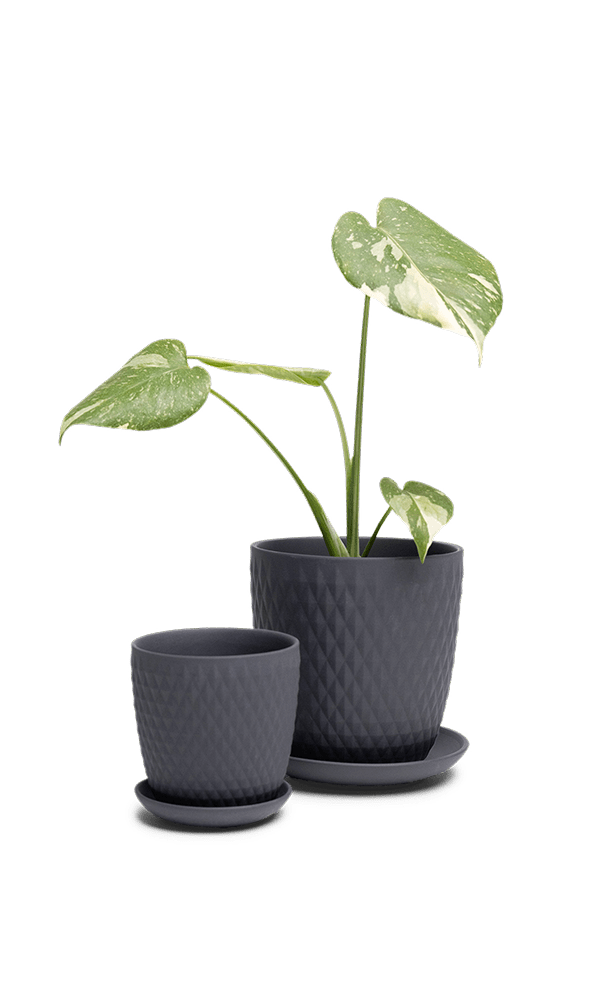 Virago 3.5" Porcelain Pot With Drainage Hole And Saucer - Chive Ceramics Studio - Pots - Chive Ceramics Studio