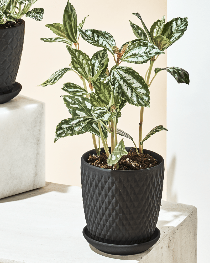 Virago 3.5" Porcelain Pot With Drainage Hole And Saucer - Chive Ceramics Studio - Pots - Chive Ceramics Studio