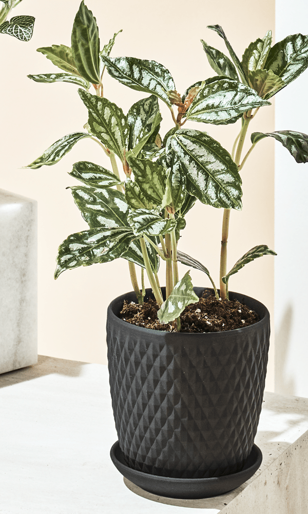 Virago 3.5" Porcelain Pot With Drainage Hole And Saucer - Chive Ceramics Studio - Pots - Chive Ceramics Studio