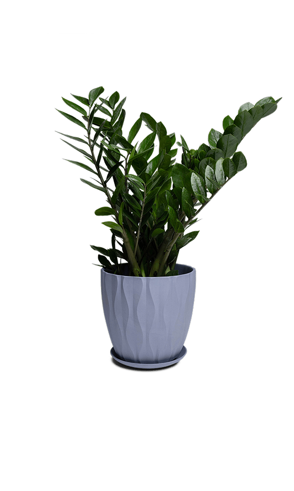 Virago Porcelain Large Indoor Pot With Drainage Hole And Saucer - Chive Ceramics Studio - Pots - Chive US