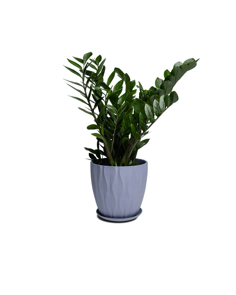 Virago Porcelain Large Indoor Pot With Drainage Hole And Saucer - Chive Ceramics Studio - Pots - Chive US