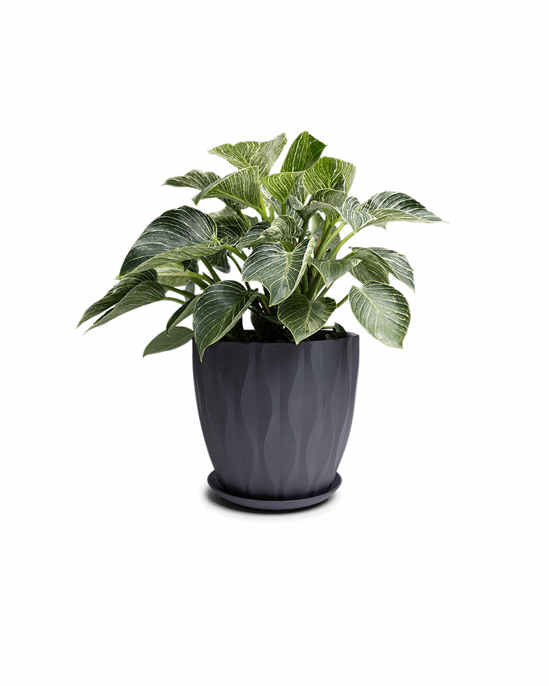 Virago Porcelain Large Indoor Pot With Drainage Hole And Saucer - Chive Ceramics Studio - Pots - Chive US