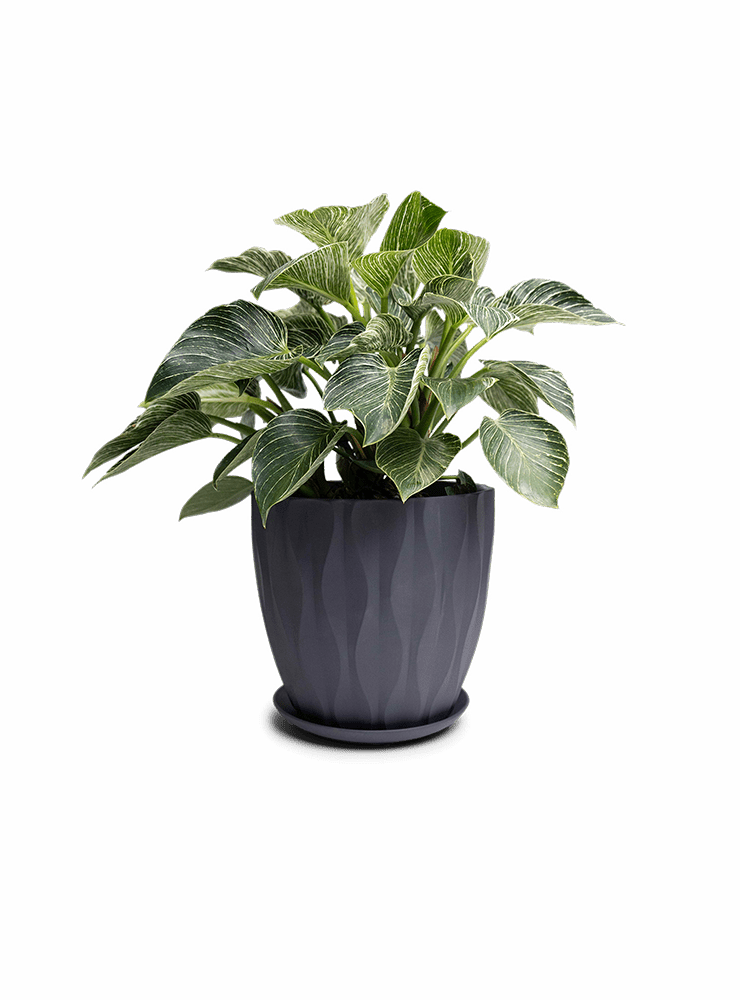 Virago Porcelain Large Indoor Pot With Drainage Hole And Saucer - Chive Ceramics Studio - Pots - Chive US