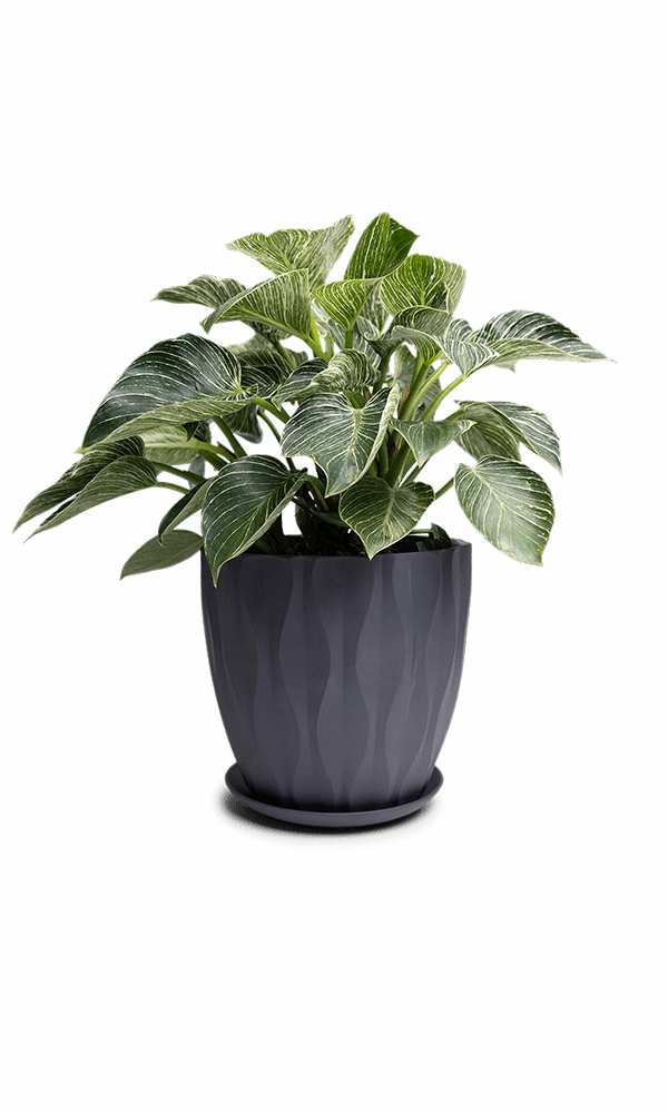 Virago Porcelain Large Indoor Pot With Drainage Hole And Saucer - Chive Ceramics Studio - Pots - Chive US