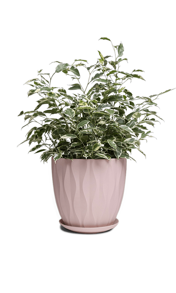 Virago Porcelain Large Indoor Pot With Drainage Hole And Saucer - Chive Ceramics Studio - Pots - Chive US