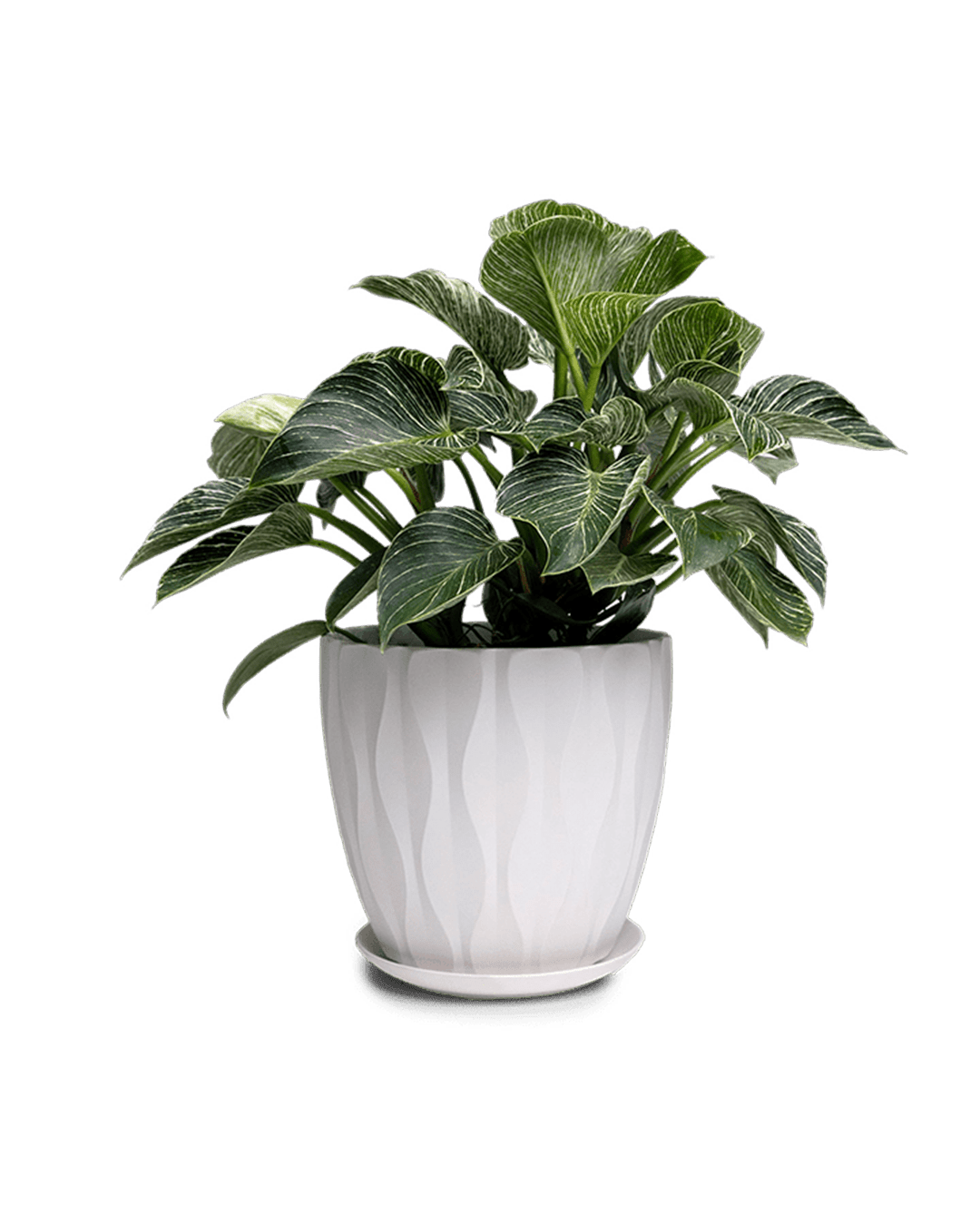Virago Porcelain Large Indoor Pot With Drainage Hole And Saucer - Chive Ceramics Studio - Pots - Chive US