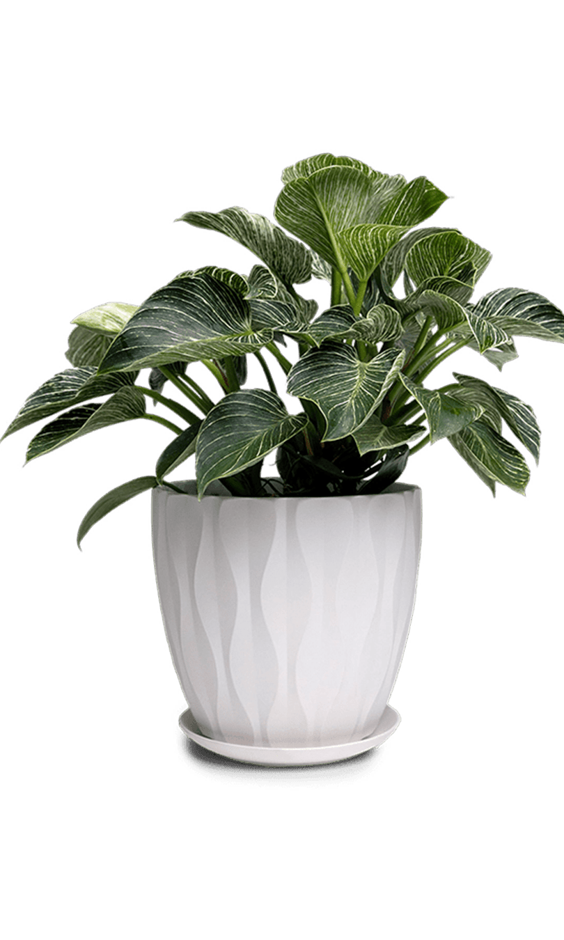 Virago Porcelain Large Indoor Pot With Drainage Hole And Saucer - Chive Ceramics Studio - Pots - Chive US