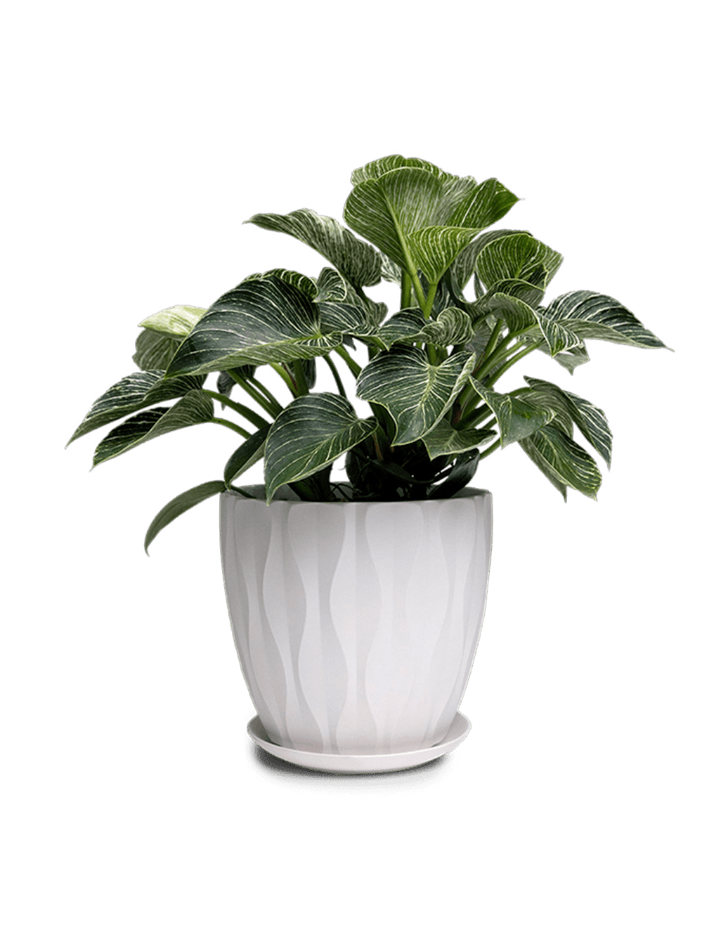 Virago Porcelain Large Indoor Pot With Drainage Hole And Saucer - Chive Ceramics Studio - Pots - Chive US