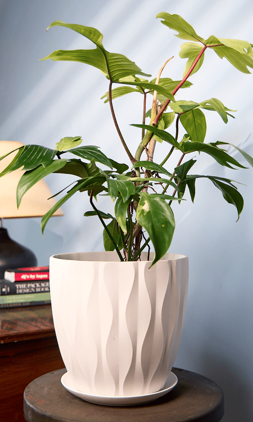 Virago Porcelain Large Indoor Pot With Drainage Hole And Saucer - Chive Ceramics Studio - Pots - Chive US