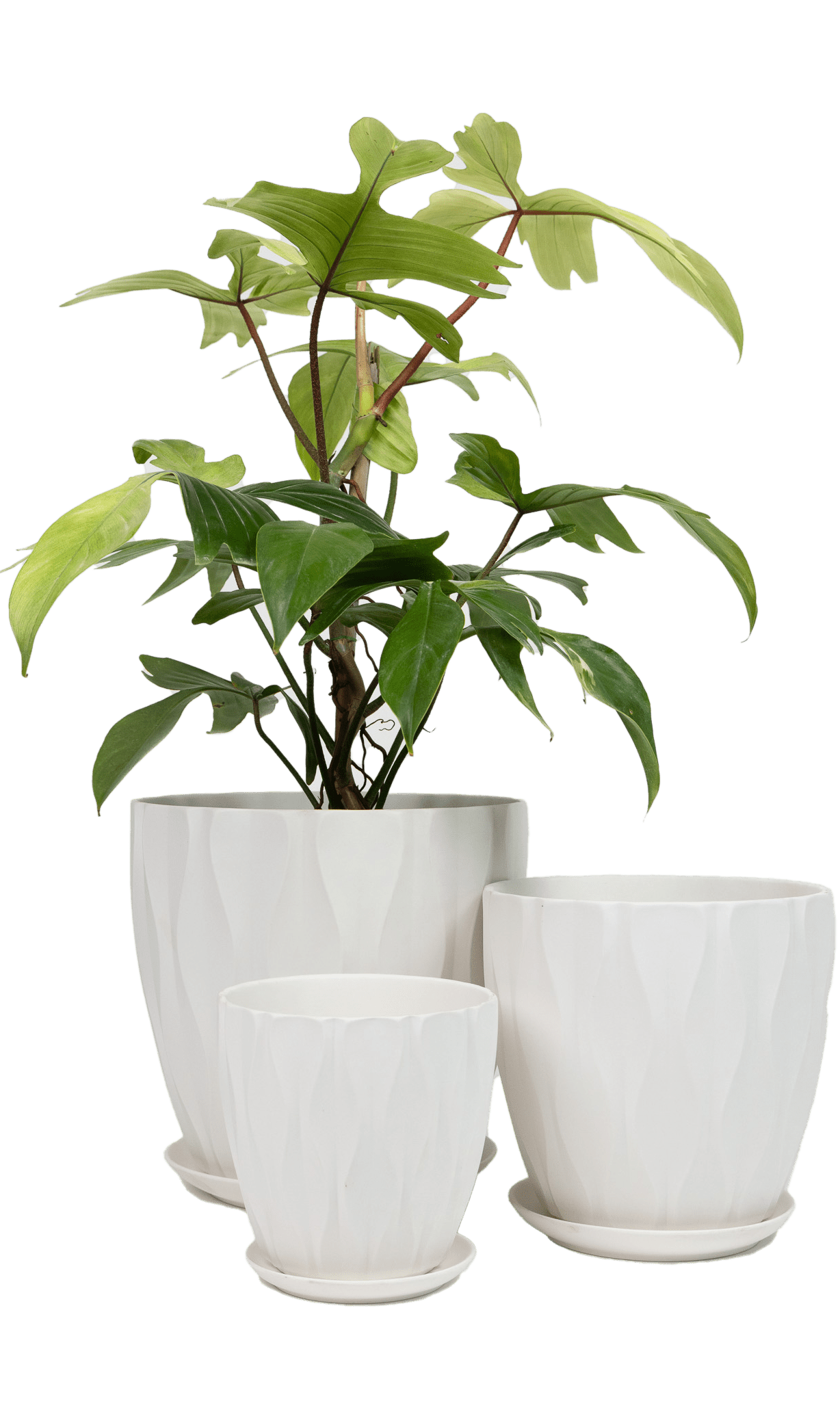 Virago Porcelain Large Indoor Pot With Drainage Hole And Saucer - Chive Ceramics Studio - Pots - Chive US