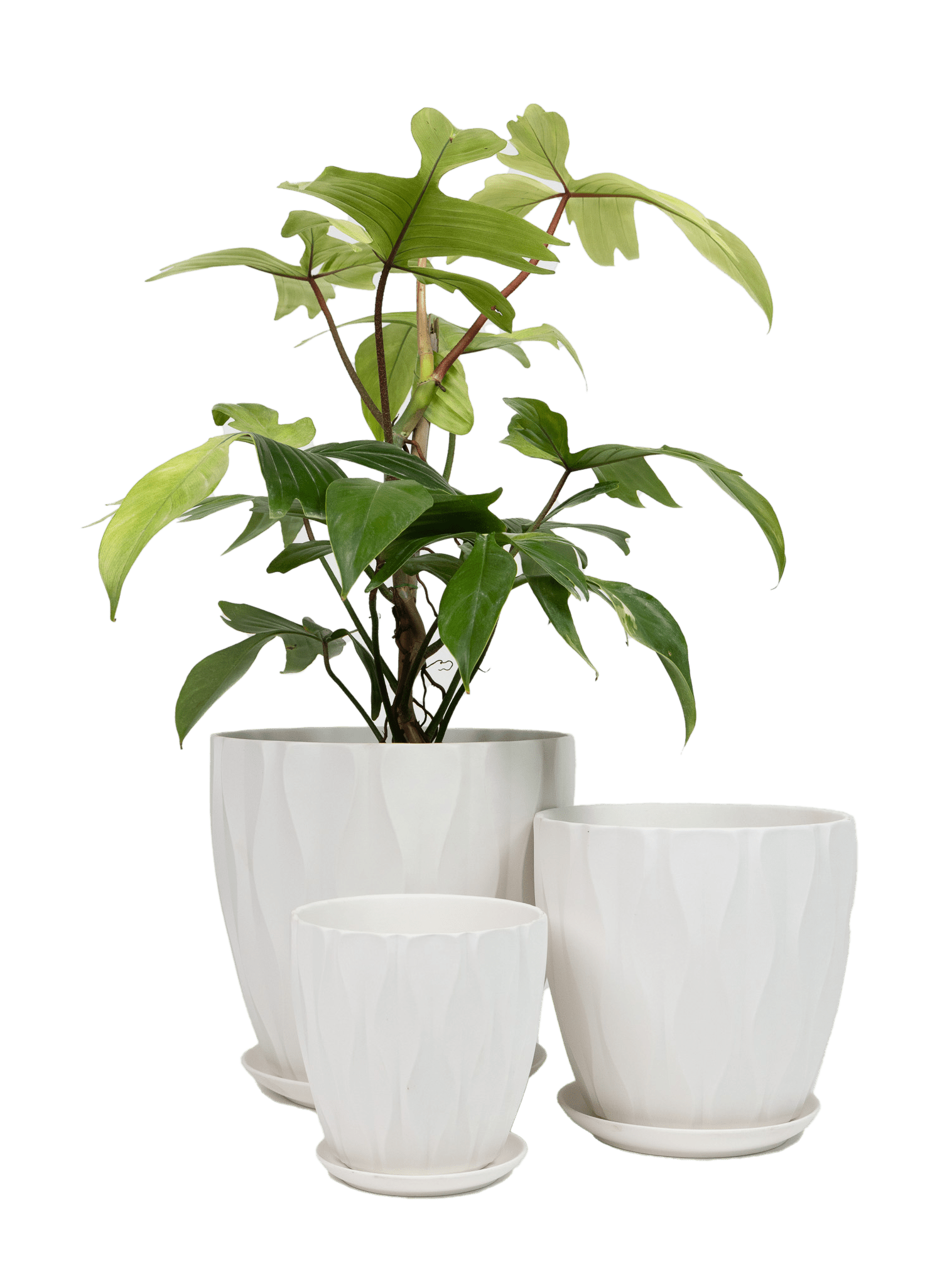 Virago Porcelain Large Indoor Pot With Drainage Hole And Saucer - Chive Ceramics Studio - Pots - Chive US