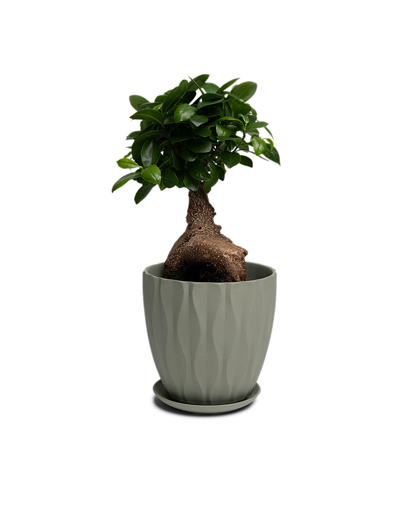 Virago Porcelain Large Indoor Pot With Drainage Hole And Saucer - Chive Ceramics Studio - Pots - Chive US