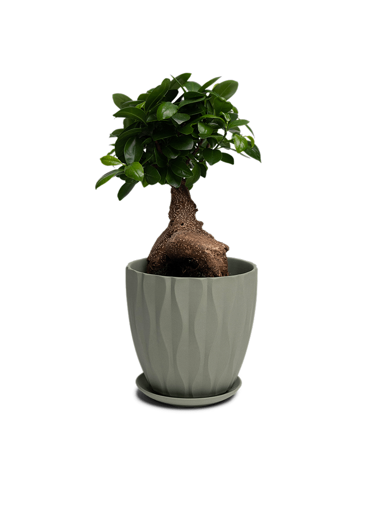 Virago Porcelain Large Indoor Pot With Drainage Hole And Saucer - Chive Ceramics Studio - Pots - Chive US