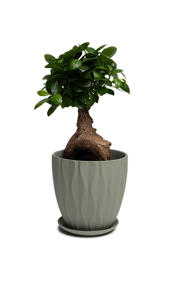 Virago Porcelain Large Indoor Pot With Drainage Hole And Saucer - Chive Ceramics Studio - Pots - Chive US