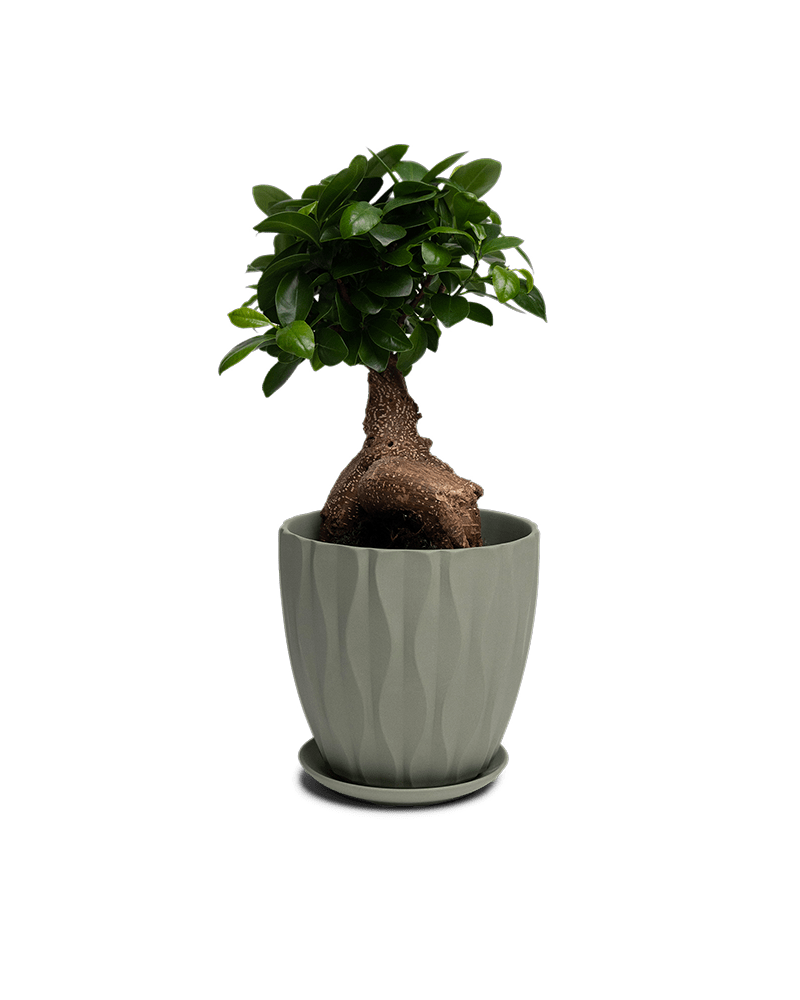 Virago Porcelain Large Indoor Pot With Drainage Hole And Saucer - Chive Ceramics Studio - Pots - Chive US