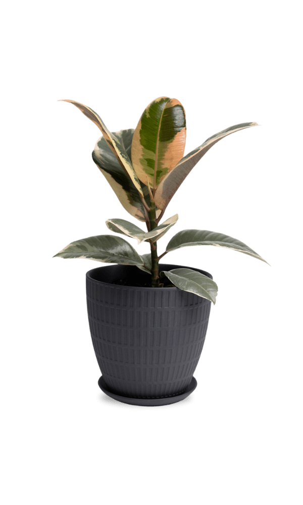 Virago Porcelain Large Indoor Pot With Drainage Hole And Saucer - Chive Ceramics Studio - Pots - Chive US