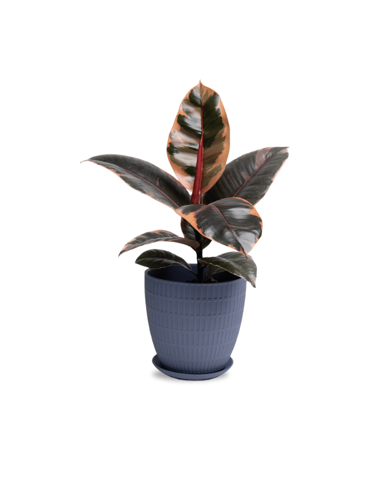 Virago Porcelain Large Indoor Pot With Drainage Hole And Saucer - Chive Ceramics Studio - Pots - Chive US