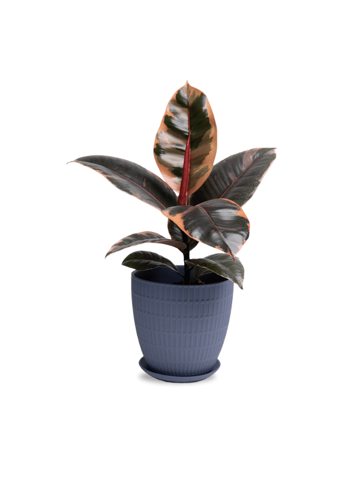 Virago Porcelain Large Indoor Pot With Drainage Hole And Saucer - Chive Ceramics Studio - Pots - Chive US