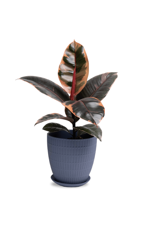 Virago Porcelain Large Indoor Pot With Drainage Hole And Saucer - Chive Ceramics Studio - Pots - Chive US