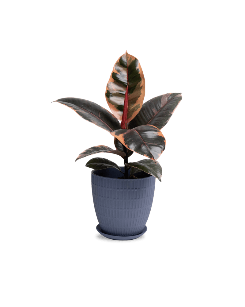 Virago Porcelain Large Indoor Pot With Drainage Hole And Saucer - Chive Ceramics Studio - Pots - Chive US