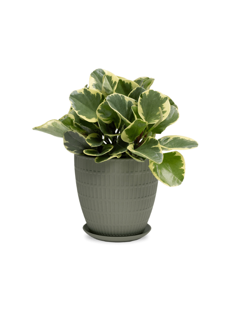 Virago Porcelain Large Indoor Pot With Drainage Hole And Saucer - Chive Ceramics Studio - Pots - Chive US