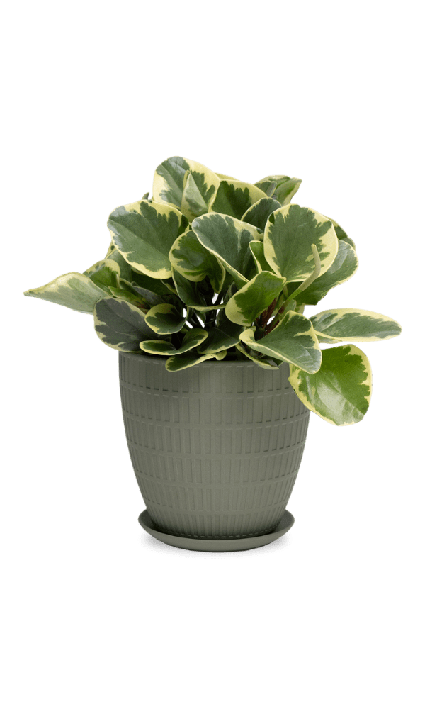 Virago Porcelain Large Indoor Pot With Drainage Hole And Saucer - Chive Ceramics Studio - Pots - Chive US