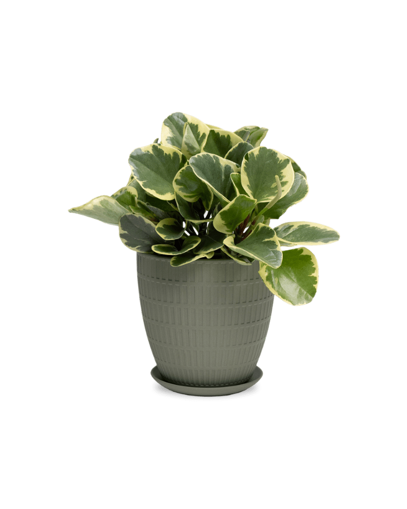 Virago Porcelain Large Indoor Pot With Drainage Hole And Saucer - Chive Ceramics Studio - Pots - Chive US