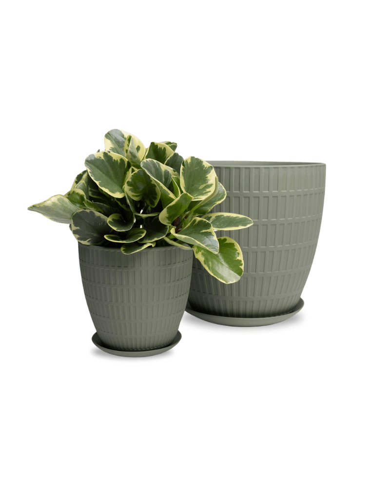Virago Porcelain Large Indoor Pot With Drainage Hole And Saucer - Chive Ceramics Studio - Pots - Chive US