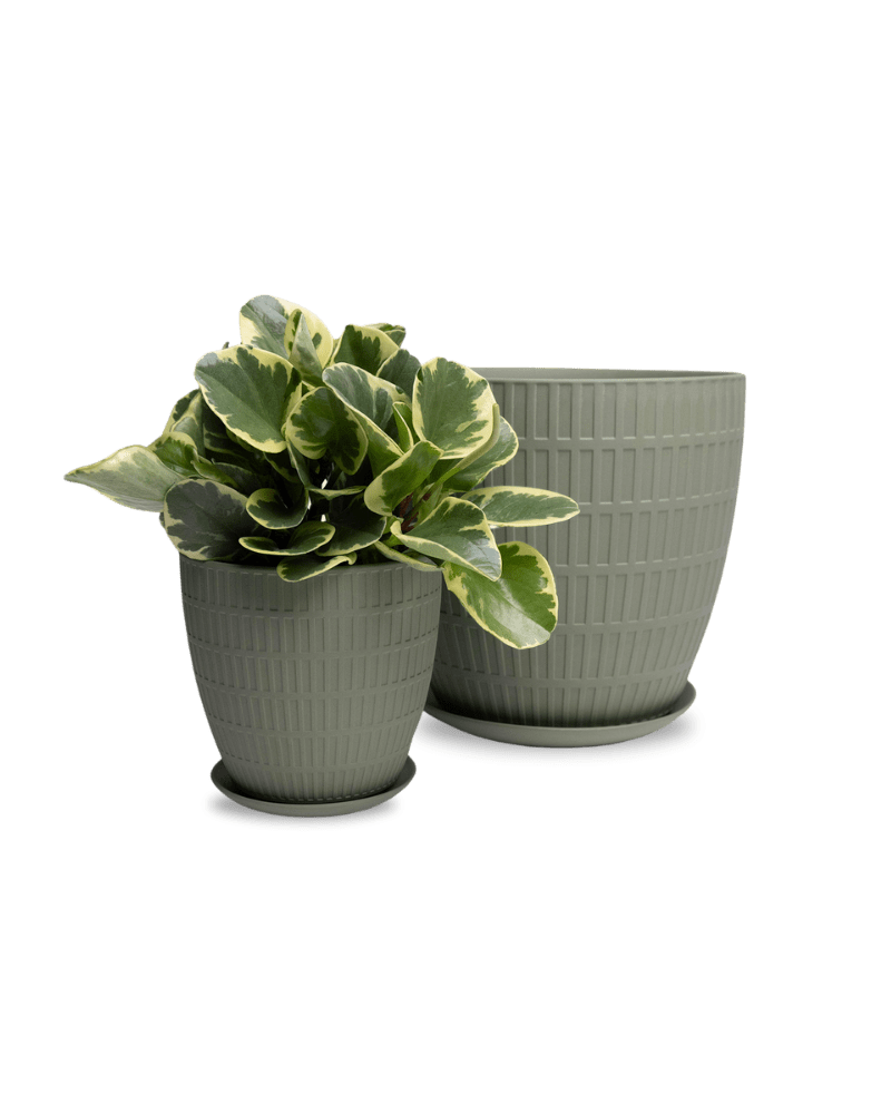 Virago Porcelain Large Indoor Pot With Drainage Hole And Saucer - Chive Ceramics Studio - Pots - Chive US