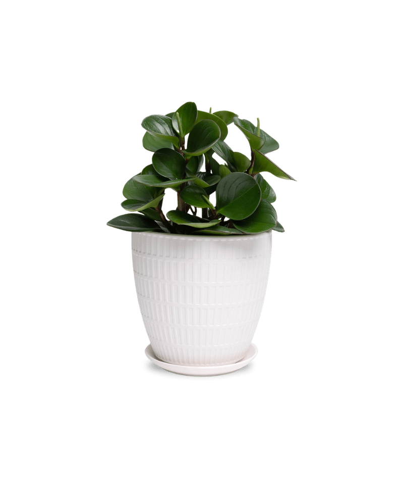Virago Porcelain Large Indoor Pot With Drainage Hole And Saucer - Chive Ceramics Studio - Pots - Chive US