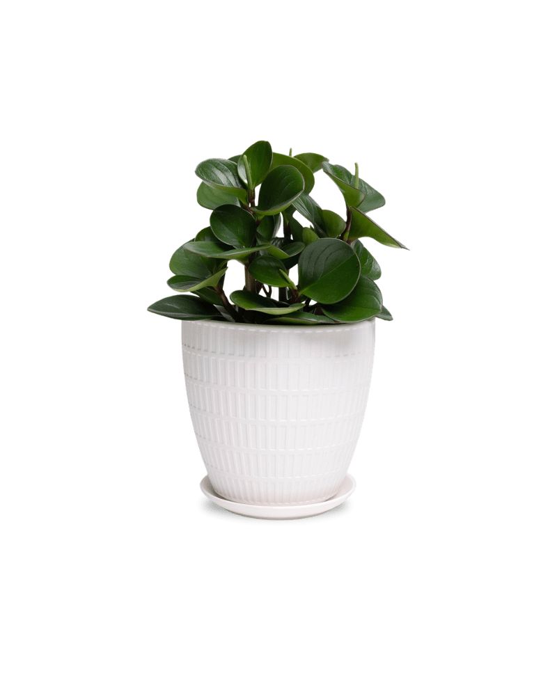 Virago Porcelain Large Indoor Pot With Drainage Hole And Saucer - Chive Ceramics Studio - Pots - Chive US