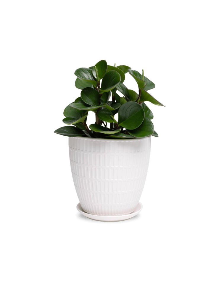 Virago Porcelain Large Indoor Pot With Drainage Hole And Saucer - Chive Ceramics Studio - Pots - Chive US