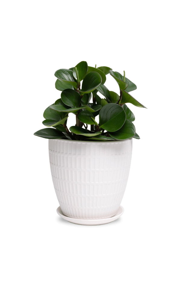 Virago Porcelain Large Indoor Pot With Drainage Hole And Saucer - Chive Ceramics Studio - Pots - Chive US