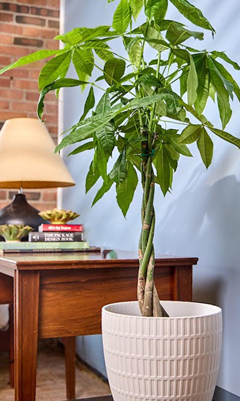 Virago Porcelain Large Indoor Pot With Drainage Hole And Saucer - Chive Ceramics Studio - Pots - Chive US