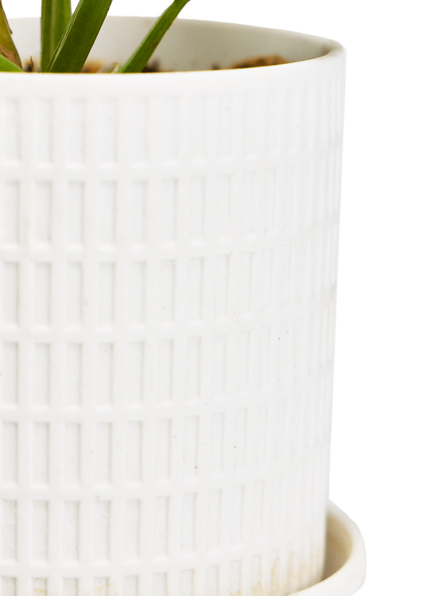 Virago 3.5" Porcelain Pot With Drainage Hole And Saucer - Chive Ceramics Studio - Pots - Chive Ceramics Studio