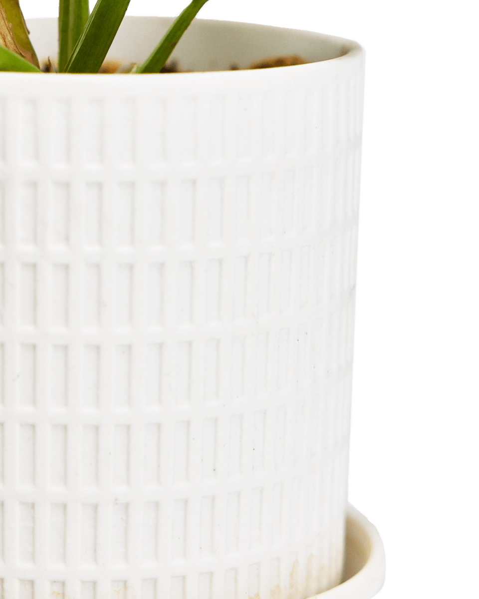 Virago 3.5" Porcelain Pot With Drainage Hole And Saucer - Chive Ceramics Studio - Pots - Chive Ceramics Studio