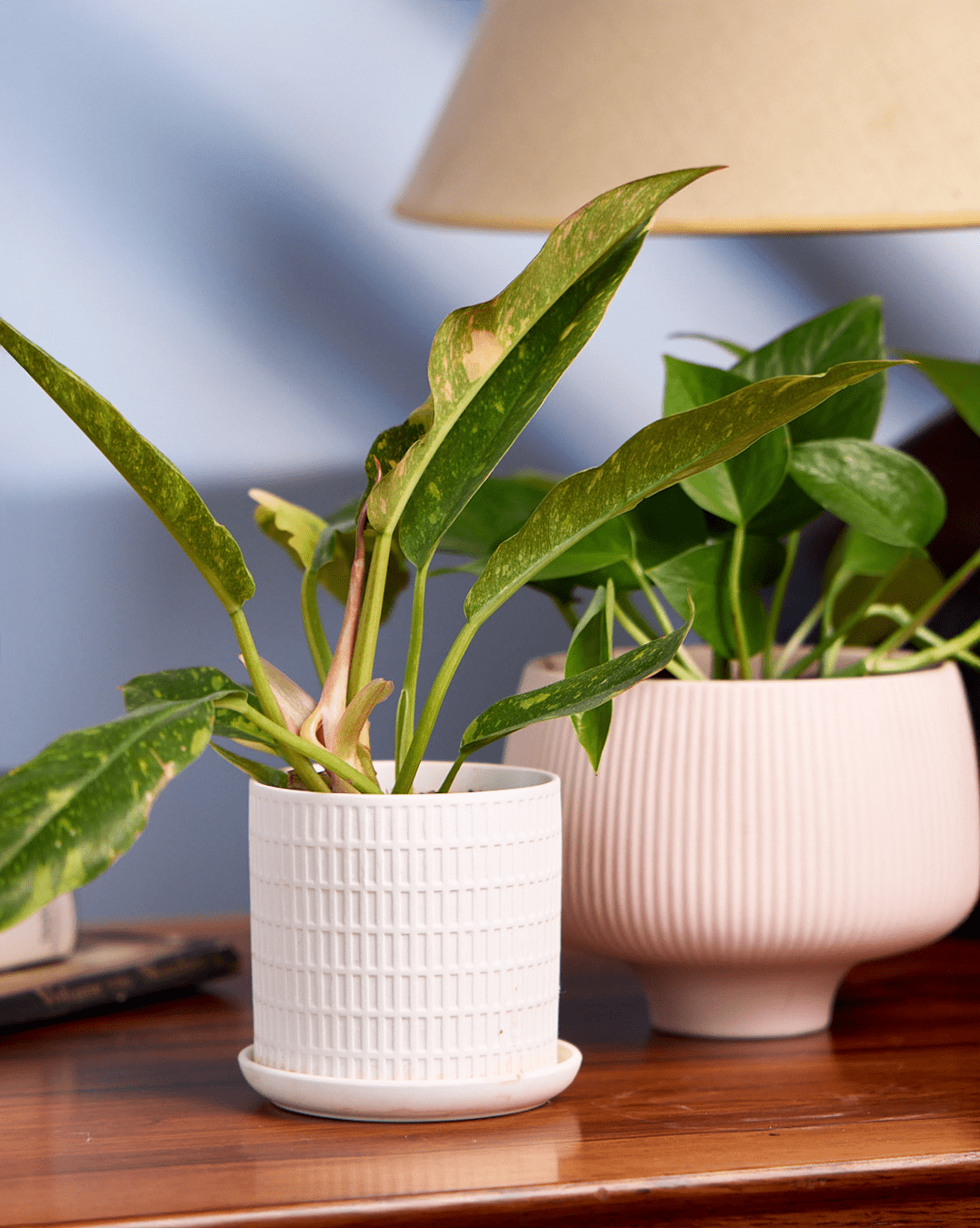 Lilo Porcelain Modern Indoor Plant Pot - Chive Ceramics Studio - Pots - Chive US