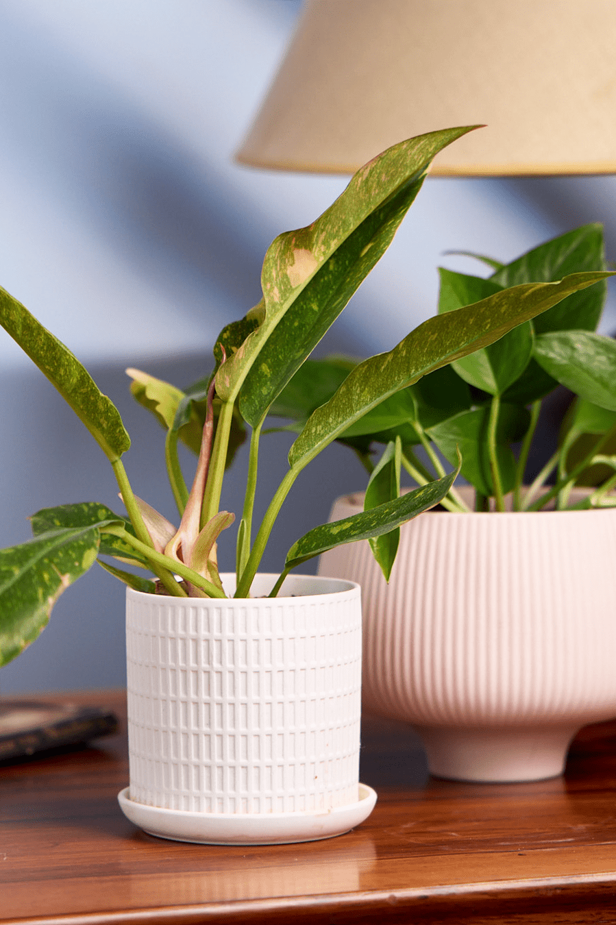 Lilo Porcelain Modern Indoor Plant Pot - Chive Ceramics Studio - Pots - Chive US