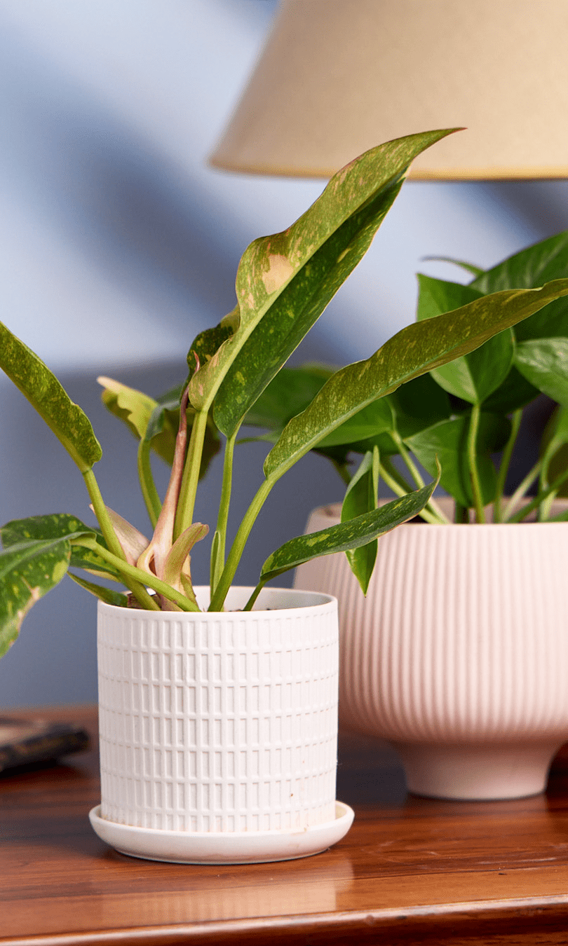 Virago 3.5" Porcelain Pot With Drainage Hole And Saucer - Chive Ceramics Studio - Pots - Chive Ceramics Studio