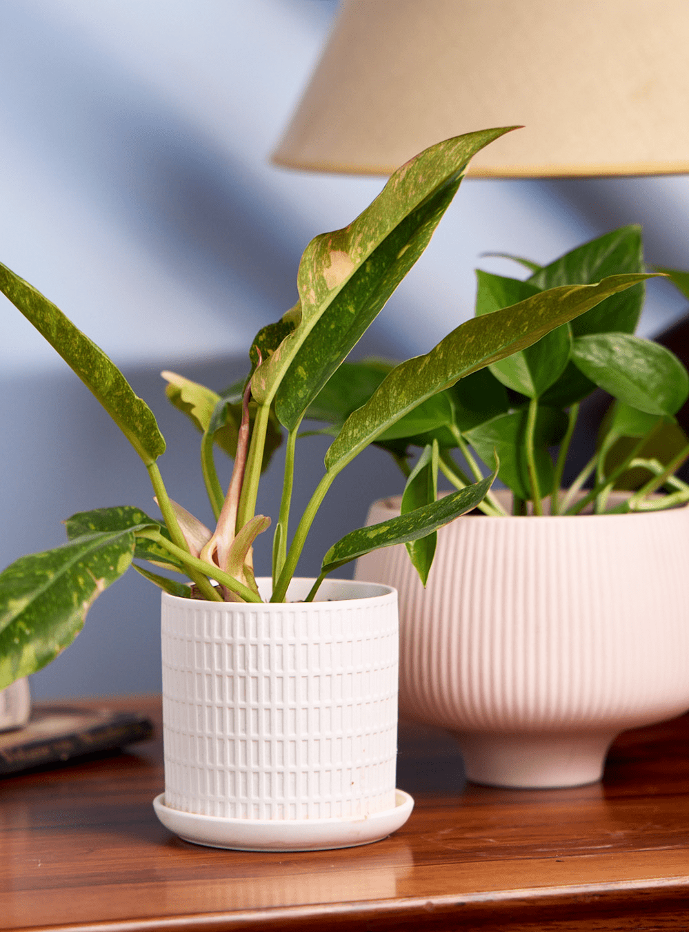 Virago 3.5" Porcelain Pot With Drainage Hole And Saucer - Chive Ceramics Studio - Pots - Chive Ceramics Studio