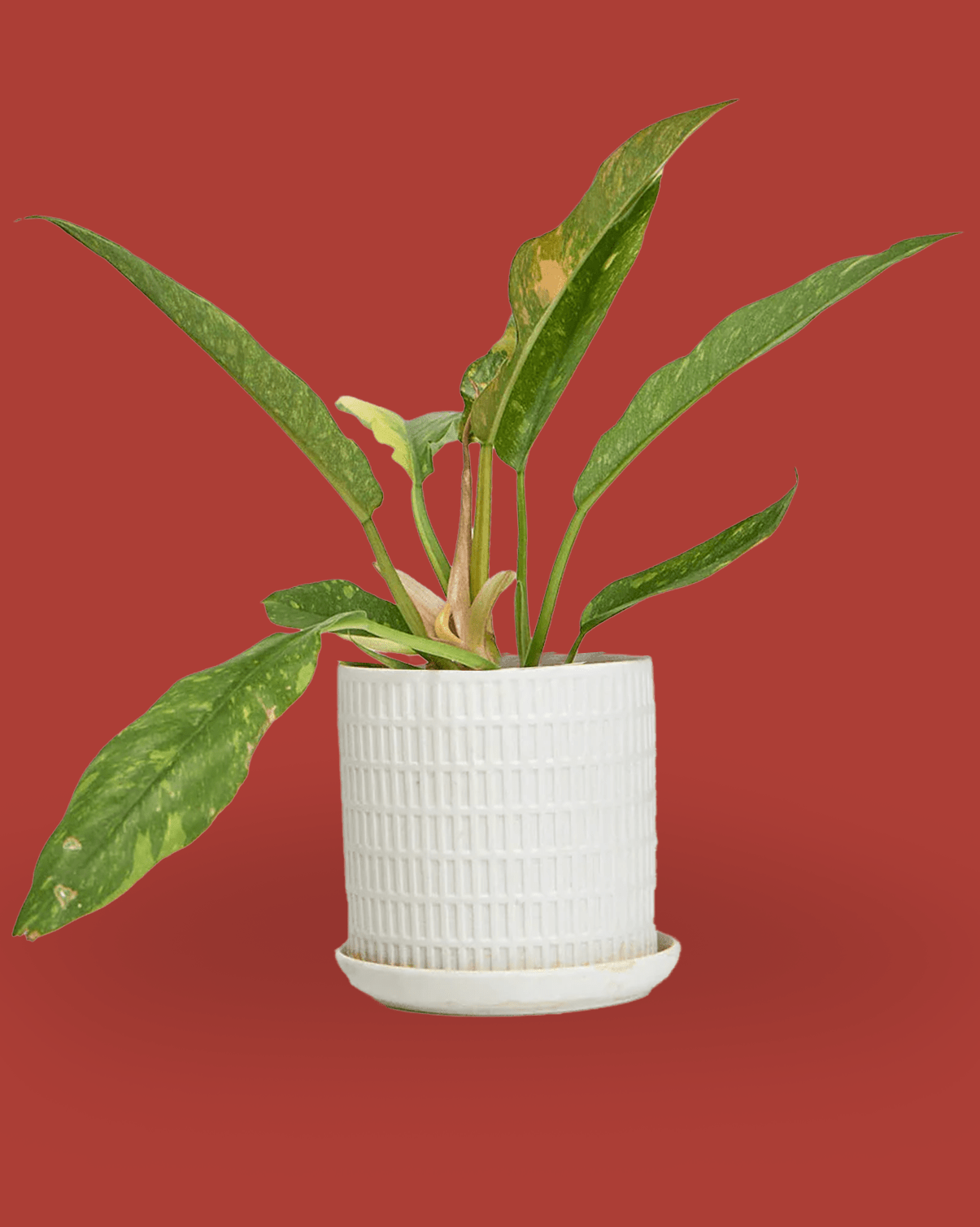 Virago White 3.5" Porcelain Pot - Chive Ceramics Studio - Pots - Chive Wholesale