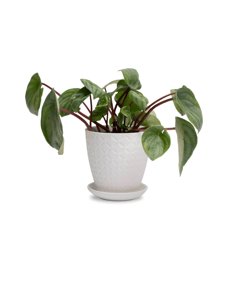 Virago 3.5" Porcelain Pot With Drainage Hole And Saucer - Chive Ceramics Studio - Pots - Chive Ceramics Studio