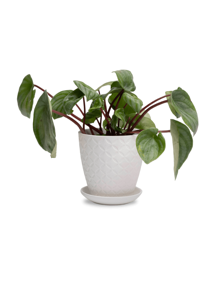 Virago 3.5" Porcelain Pot With Drainage Hole And Saucer - Chive Ceramics Studio - Pots - Chive Ceramics Studio