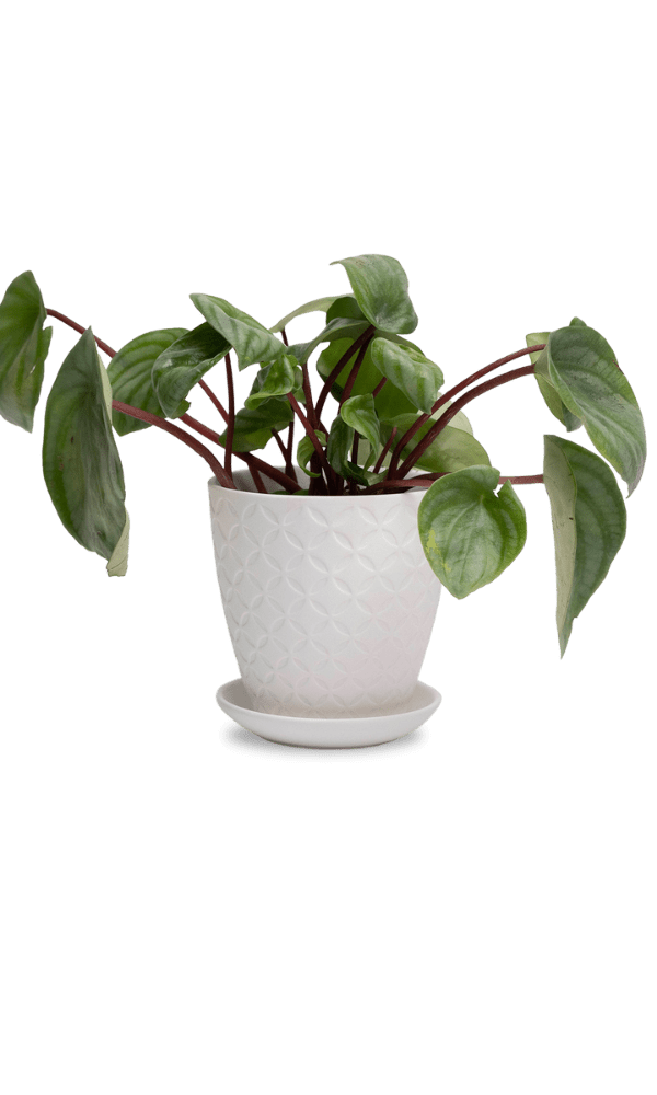 Virago 3.5" Porcelain Pot With Drainage Hole And Saucer - Chive Ceramics Studio - Pots - Chive Ceramics Studio