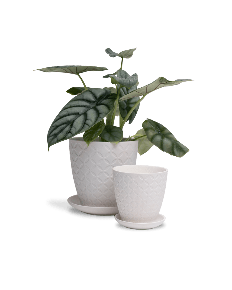 Virago 3.5" Porcelain Pot With Drainage Hole And Saucer - Chive Ceramics Studio - Pots - Chive Ceramics Studio