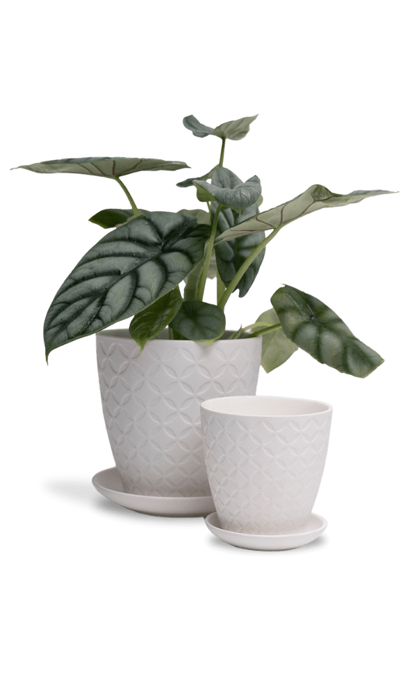 Virago 3.5" Porcelain Pot With Drainage Hole And Saucer - Chive Ceramics Studio - Pots - Chive Ceramics Studio