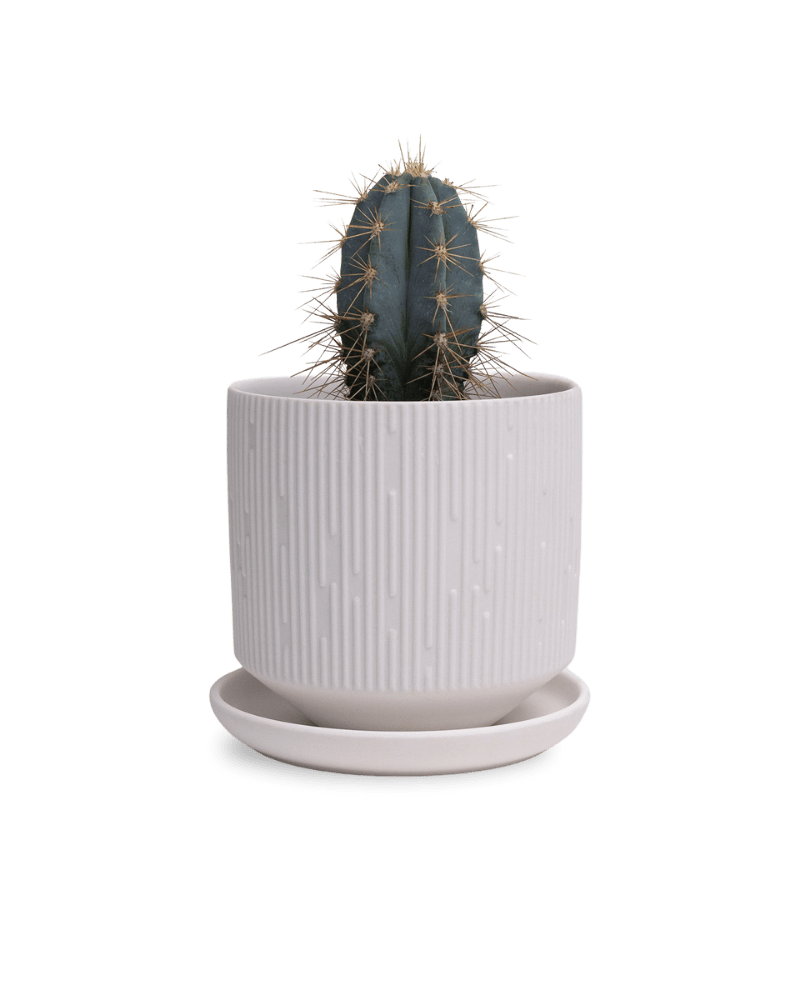 Virago 3.5" Porcelain Pot With Drainage Hole And Saucer - Chive Ceramics Studio - Pots - Chive Ceramics Studio